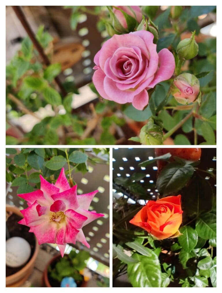 IMG 20240515 125701