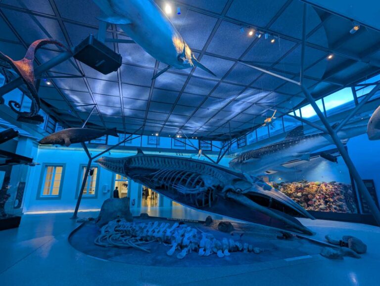 Ein Aquarium mit großer Wal-Ausstellung, bläuliche Beleuchtung, beeindruckende Skelettansicht.