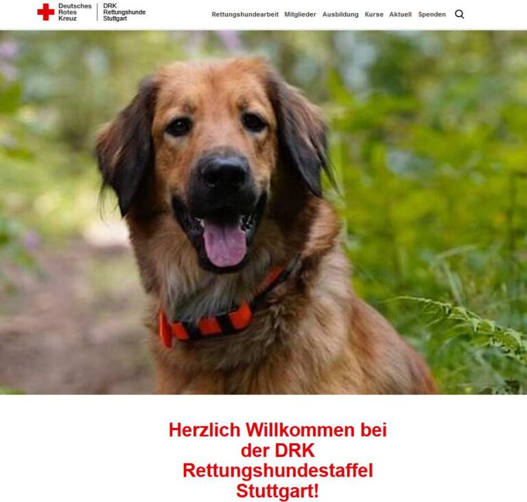 Lächelnder Hund mit braunem Fell und rotem Halsband im Freien.