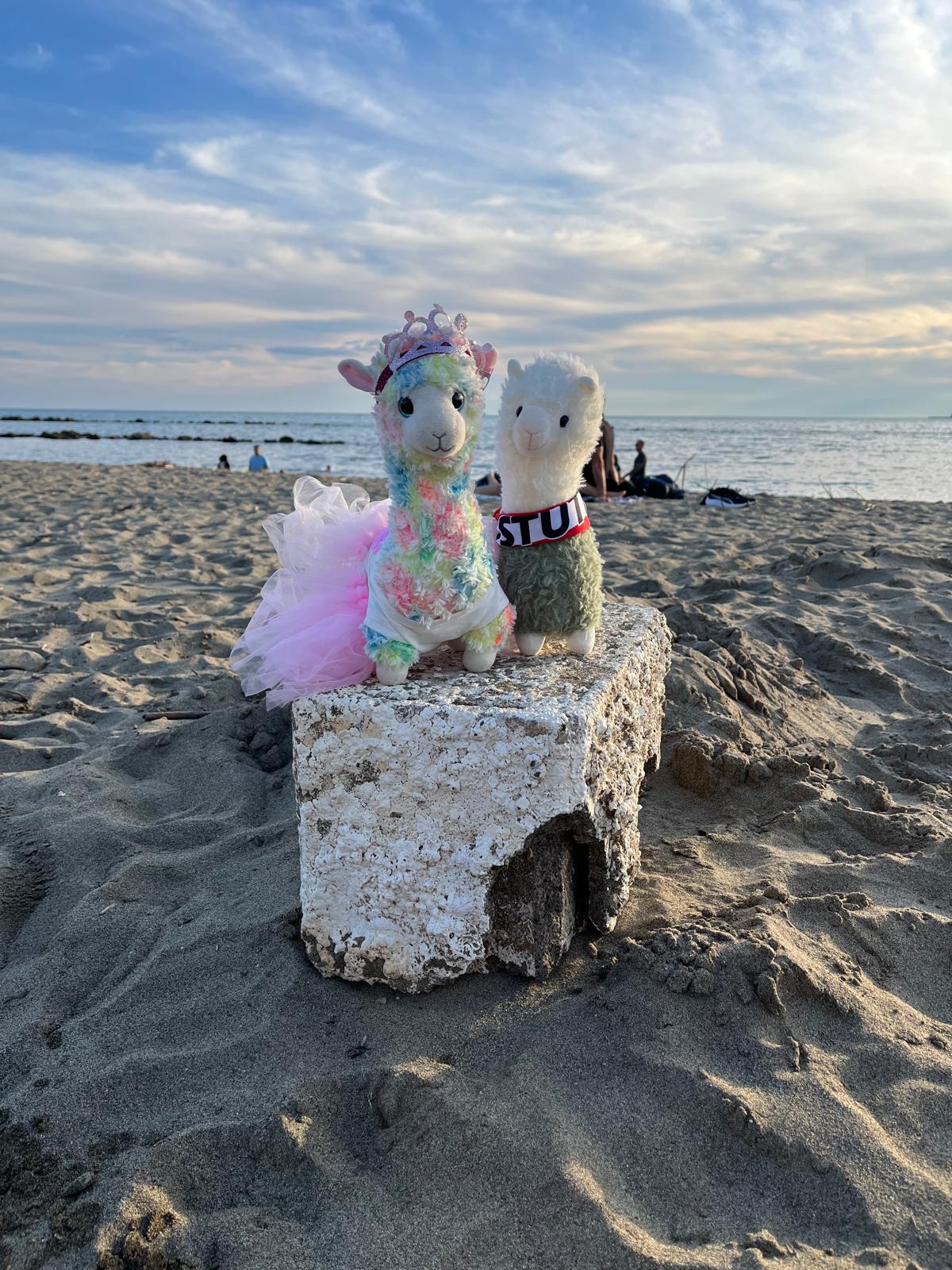 Zwei bunte Plüsch-Lamas sitzen fröhlich auf einem Stein am Sandstrand mit Meerblick