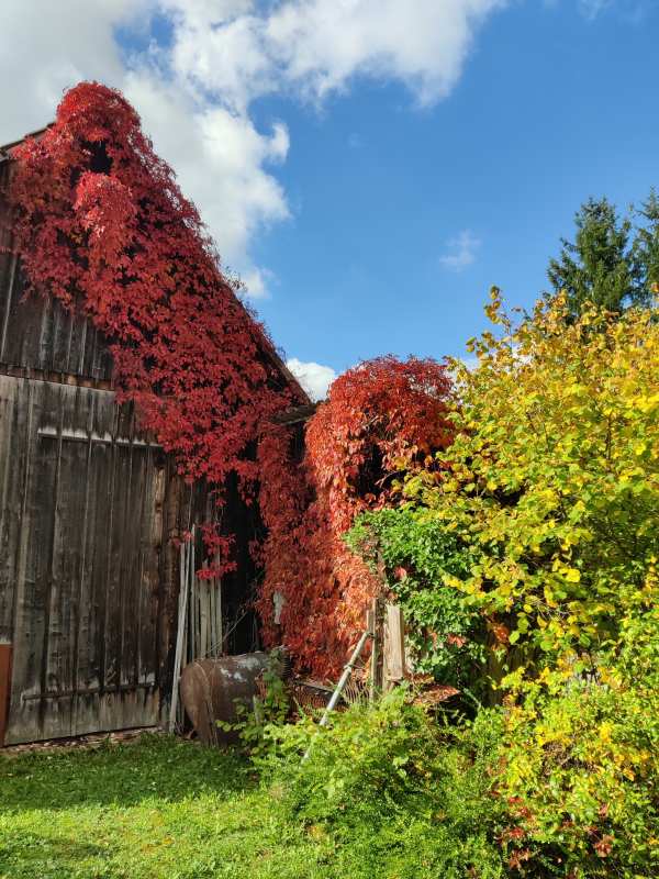 Alte Holzhütte mit rot gefärbtem Weinlaub und gelbgrünem Busch im Sonnenlicht