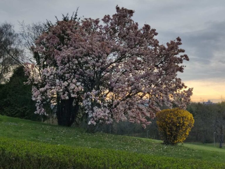 Ein blühender Magnolienbaum mit rosa Blüten steht vor einem gelben Busch im Park